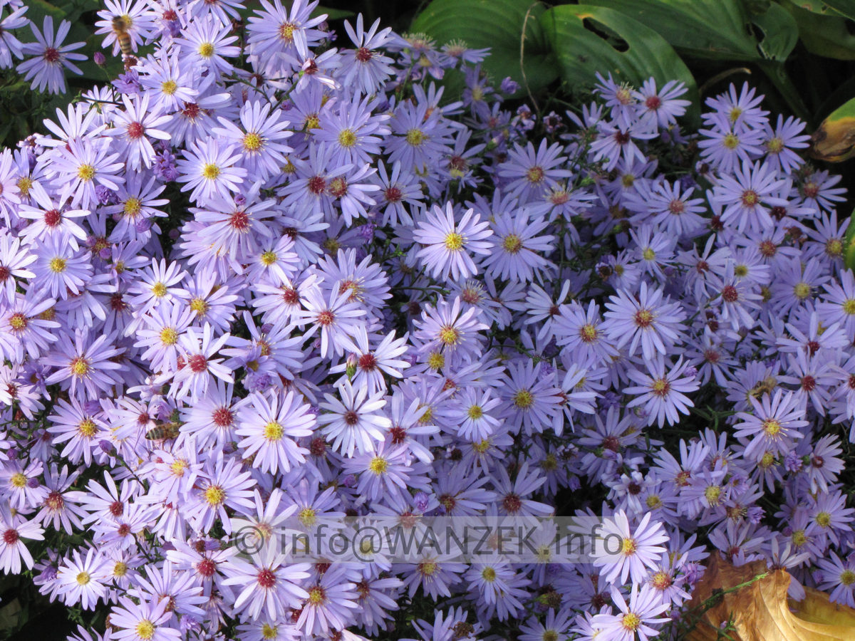 Aster cordifolius Little Carlow Macro.JPG